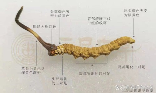 蚁参蠲痹胶囊功效-蚁参蠲痹胶囊主治网—知名的蚁参蠲痹胶囊有那几种中药网站,分享蚁参蠲痹胶囊主治什么病?功效和副作用有哪些?知识